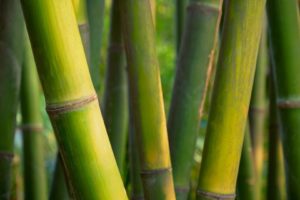 Bamboo close up in bamboo grove